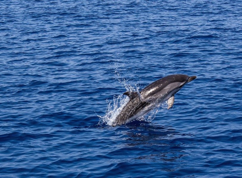 dauphin nageant dans l'océan